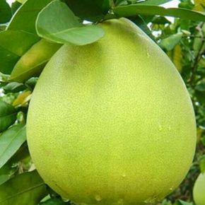 Bưởi