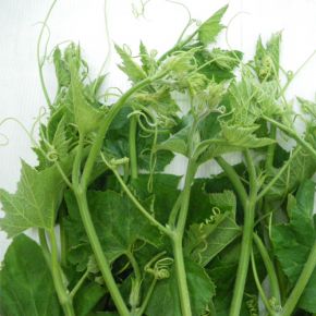 Đọt bí