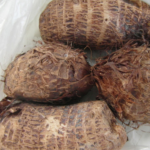 Khoai môn