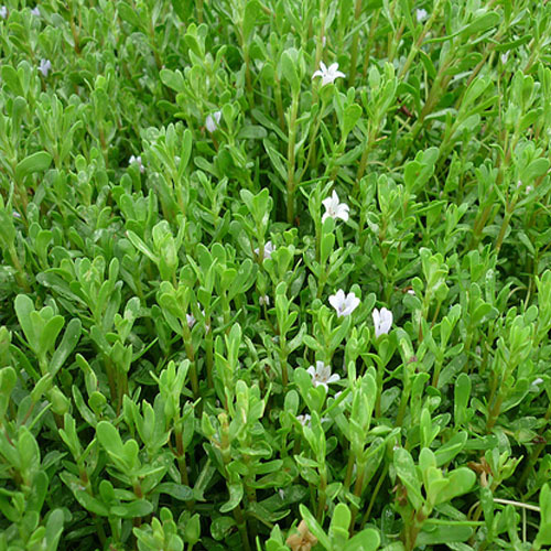 Rau đắng